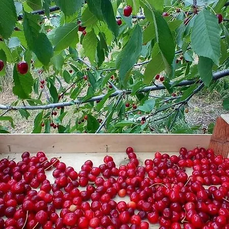 Bed & Breakfast Ballallaluna Maiolo (Rimini)