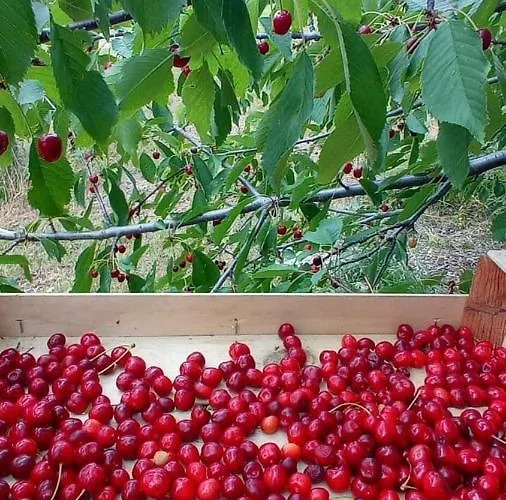 Oda ve Kahvaltı Ballallaluna Maiolo (Rimini)